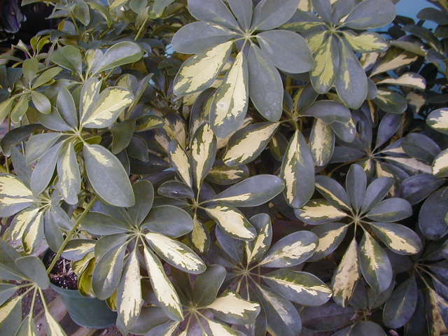 Capella Plant