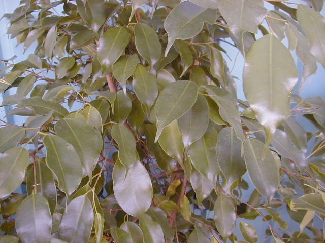 Ficus Spearmint